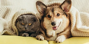 Pets