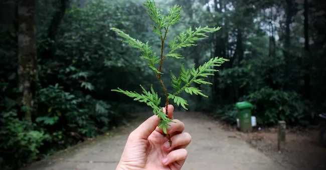 The Importance of Ecology: Nurturing Our Connection to the Natural World