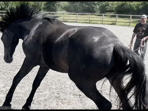 This horse has known so much pain! What can I do to help?!