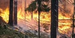 Fire ecology