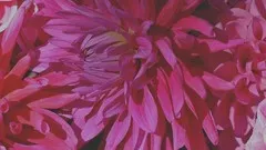 The Empowered Menopause with Carolyn Cowan