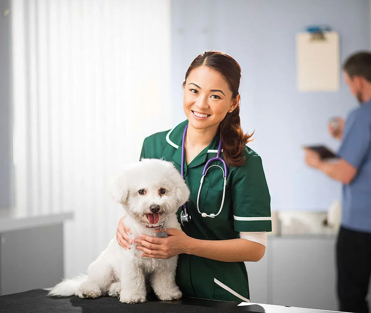 Virtual Work Experience and Exploring the Veterinary Profession