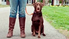 Simple Solutions for Common Dog Behavior & Training Problems