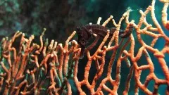 iSeahorse Trends: Finding & monitoring seahorse populations