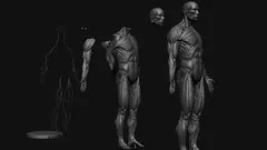 Sculpting a Male Anatomy Figure in ZBrushCore (Crash Course)