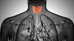 Amazing Thyroid Benefits for Women in Menopause