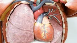 Anatomy & Physiology II