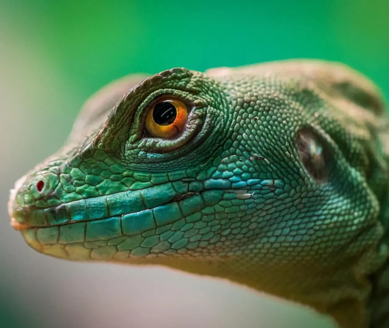 Life on Land: Ecology Evolution Challenges and Solutions