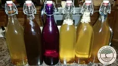 Make Your Own Kombucha