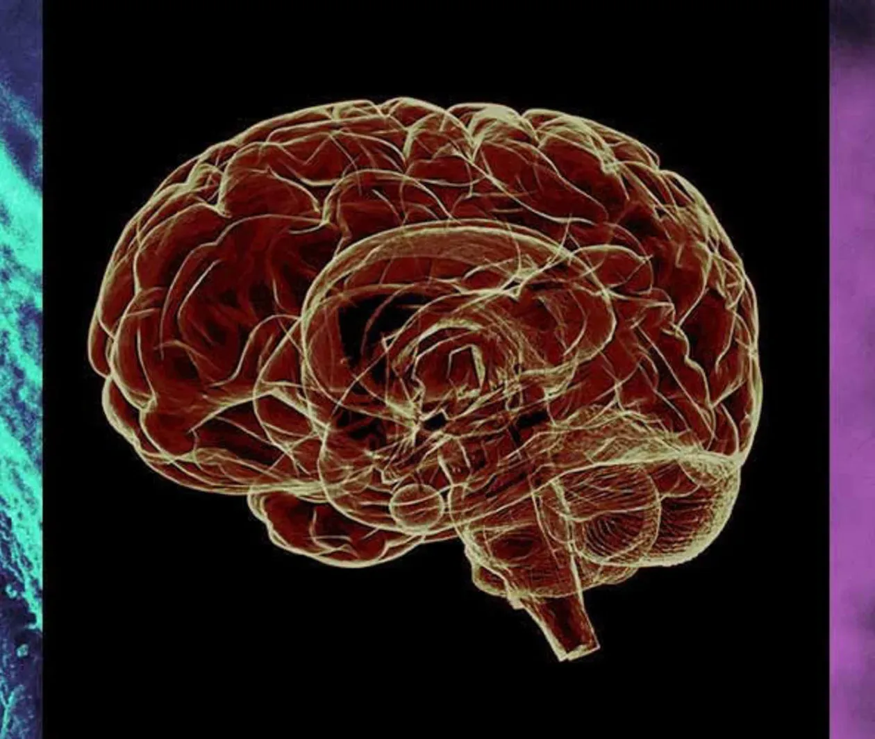 The Biology of Bugs Brains and Beasts