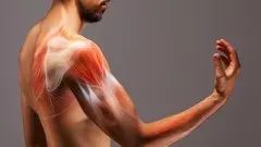The Muscle Fundamentals: Evidence-Based Muscle Building