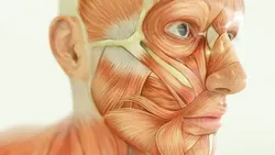 Anatomy & Physiology I
