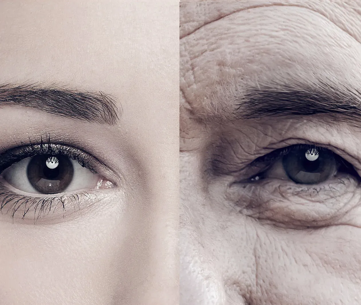 Why Do We Age? The Molecular Mechanisms of Ageing