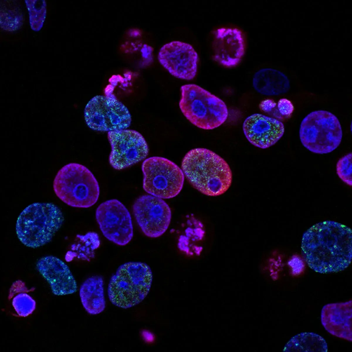 The Little Stuff: Energy Cells and Genetics