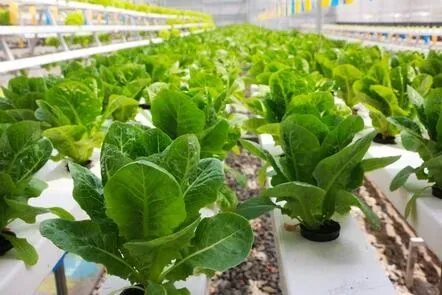 Agriculture: Smart Food Urban Farming