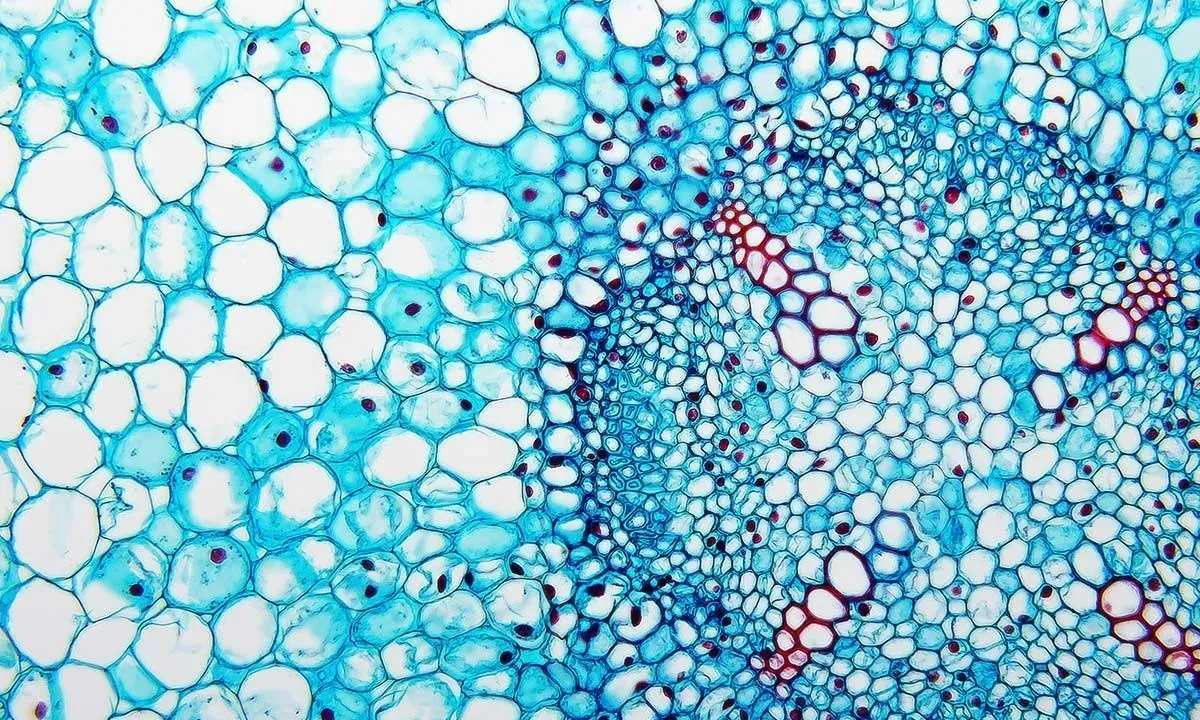 Protists: Evolution and Ecology of Microbial Eukaryotes