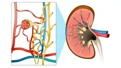 Pharmacological action of Diuretics