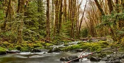 Introducing the environment: Ecology and ecosystems