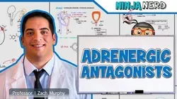Autonomic Pharmacology Adrenergic Antagonists