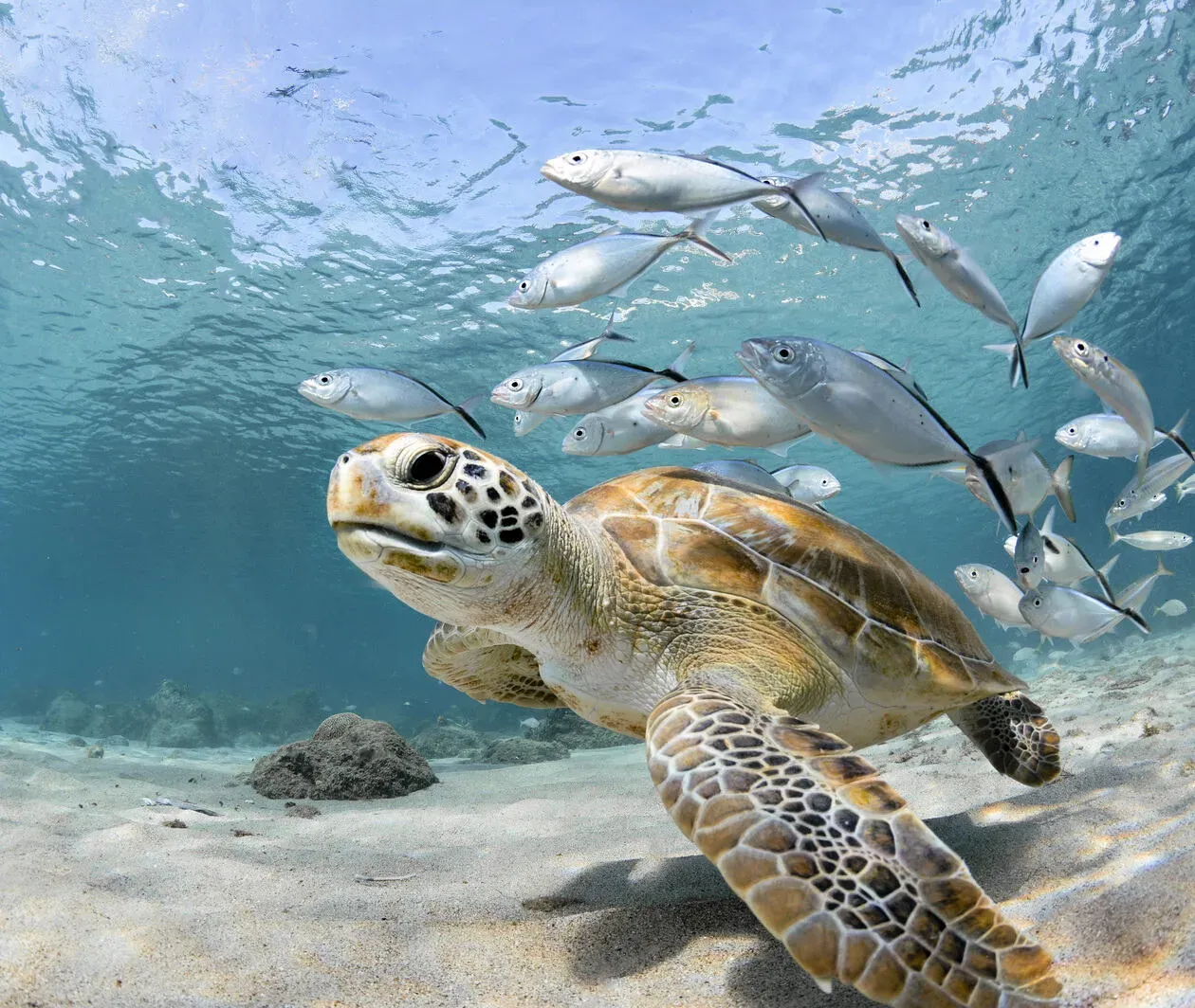 Life Below Water: Conservation Current Issues Possible Solutions