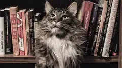 Writing Writing a Better Main Character
